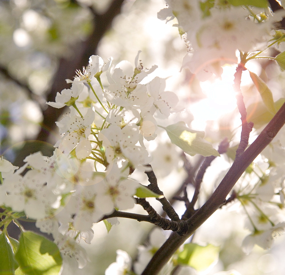 Closeup of a flowering apple tree