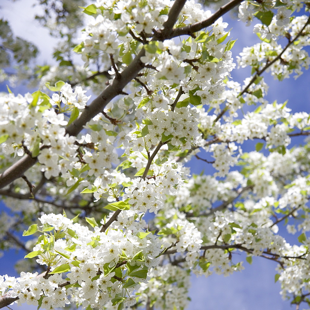 Flowering apple tree