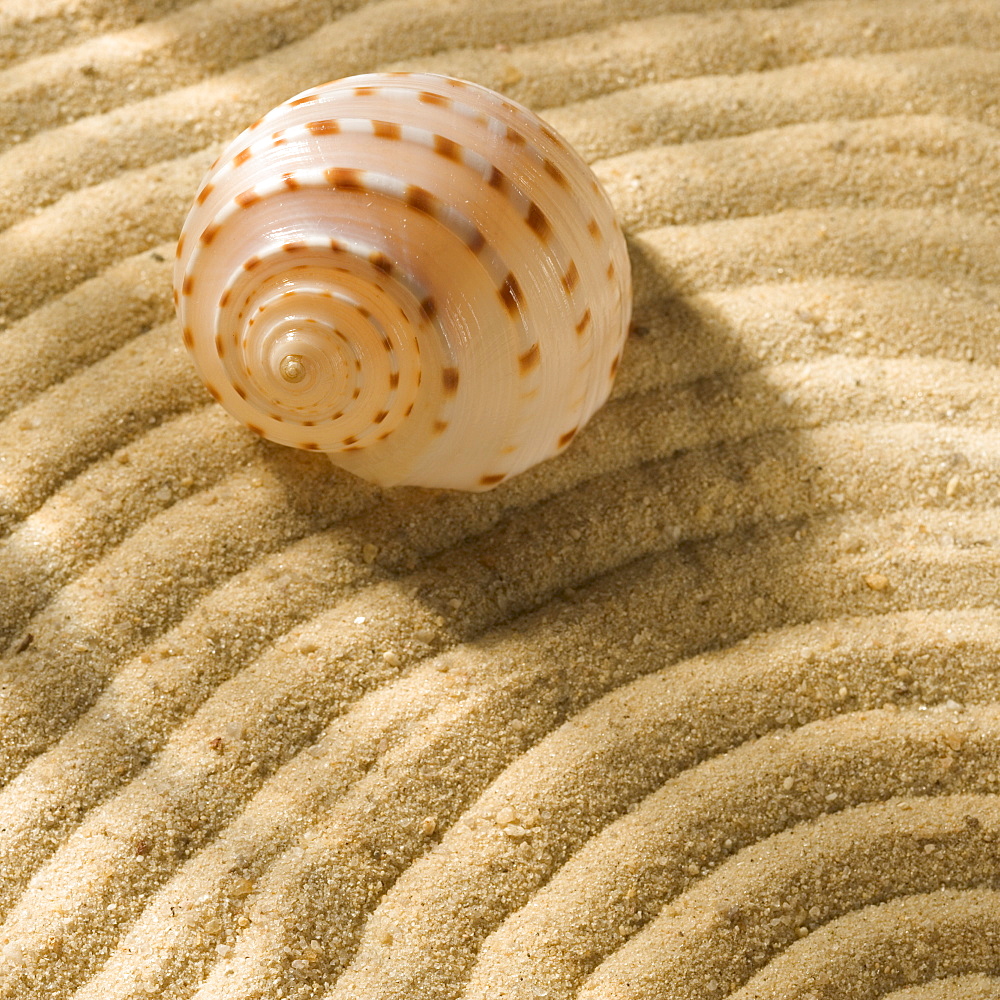 Still life of seashell and sand