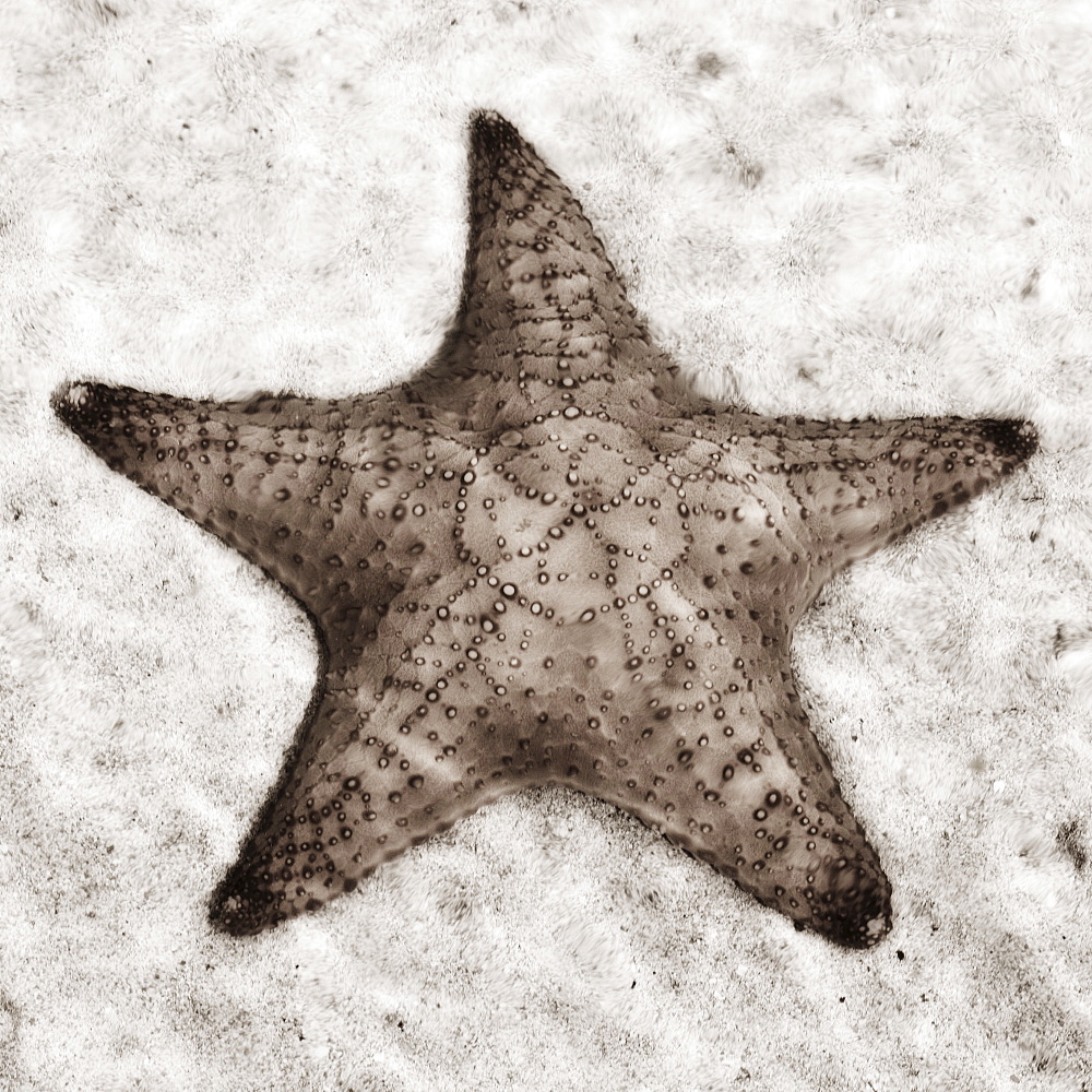 Still life of a starfish