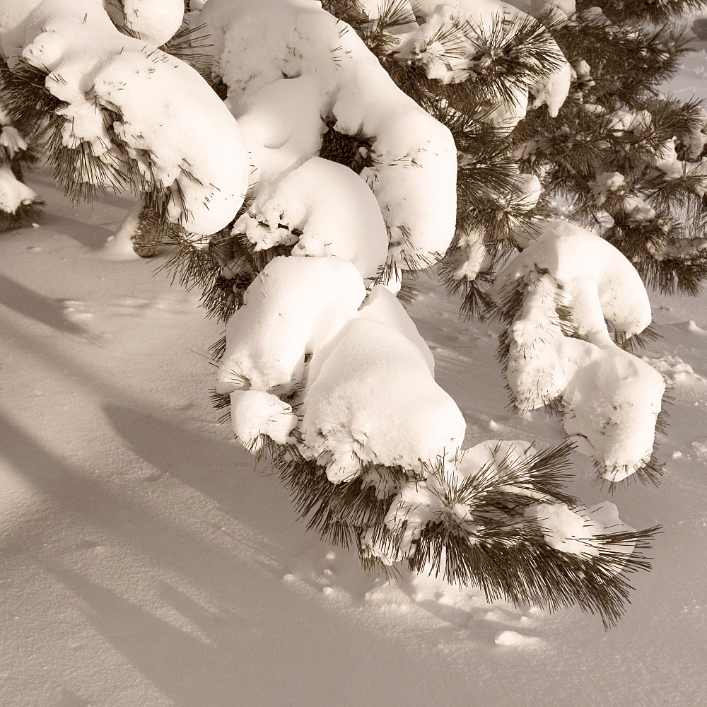 Closeup of snow covered pine boughs