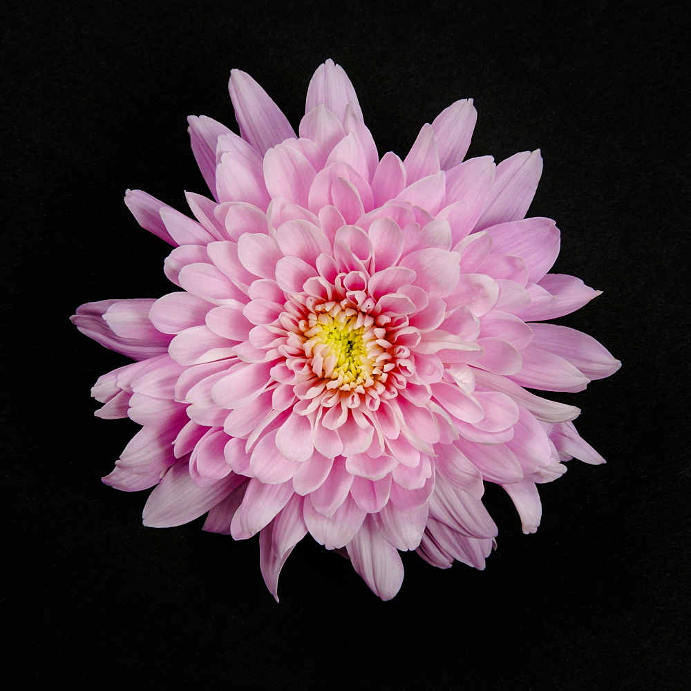 Pink Chrysanthemum on black background