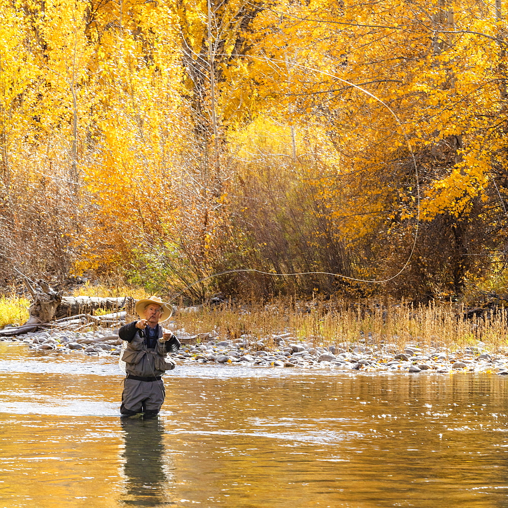 USA, Idaho, Bellevue, Senior man fly fishing in Big Wood River in Autumn