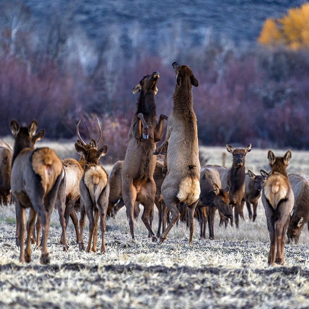 USA, Idaho, Bellevue, Cow elks fighting among elk herd