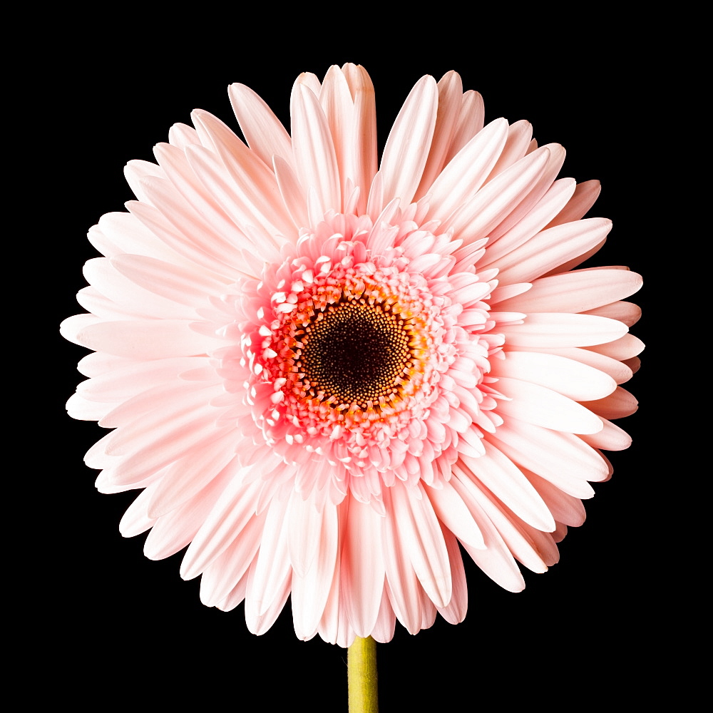 Close-up of pink daisy