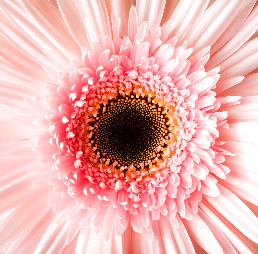 Close-up of pink daisy