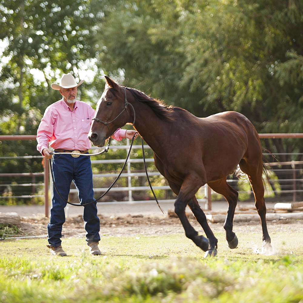 Senior man training horse in ranch