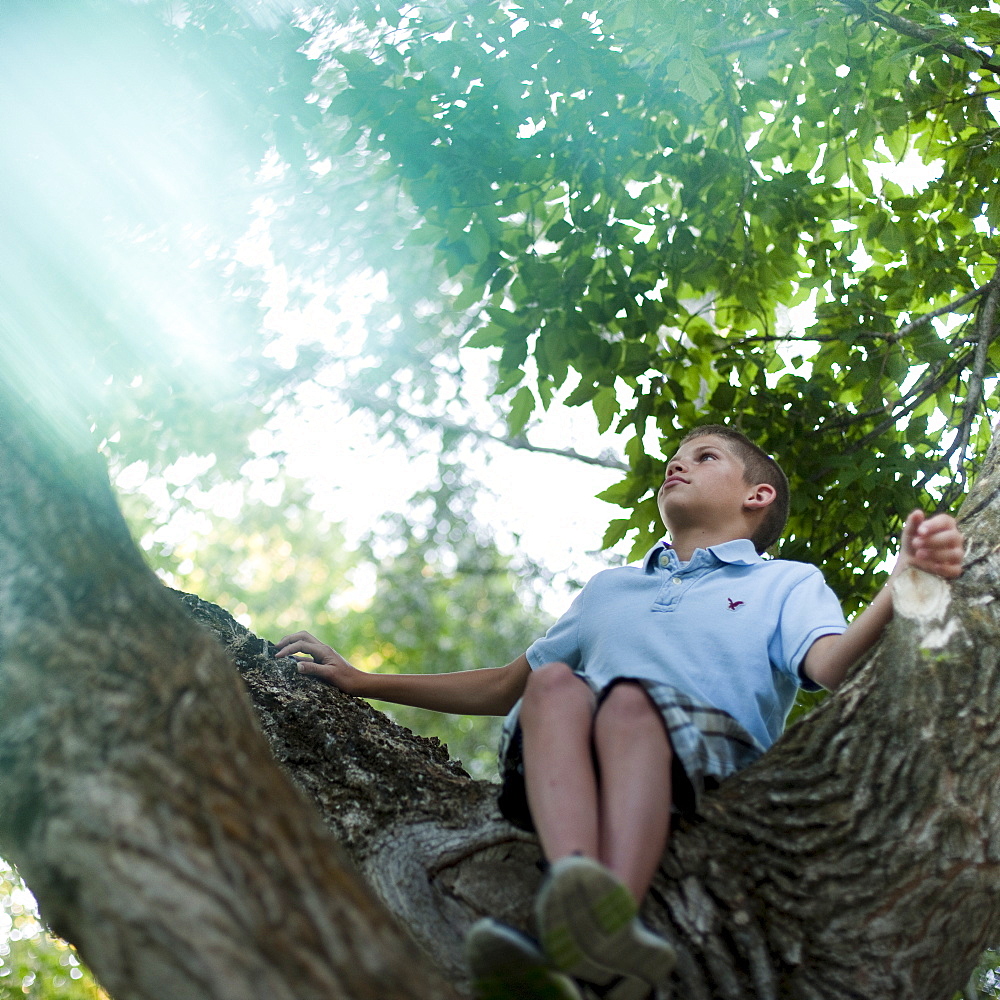 Young boy sitting in a tree