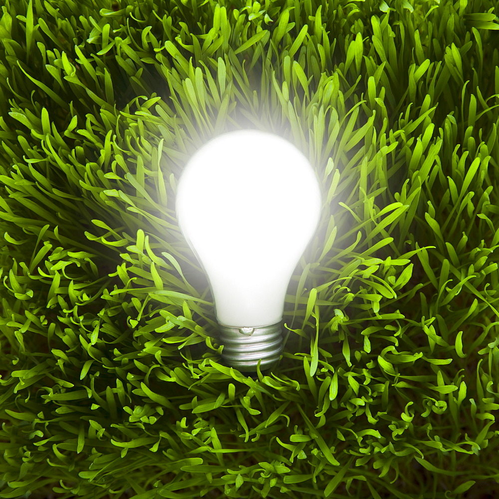 Light bulb in grass