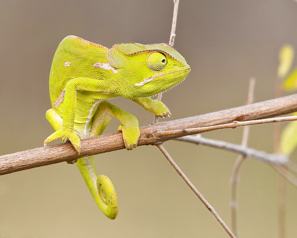 Chameleon on branch, Greater Kruger National Park, South Africa