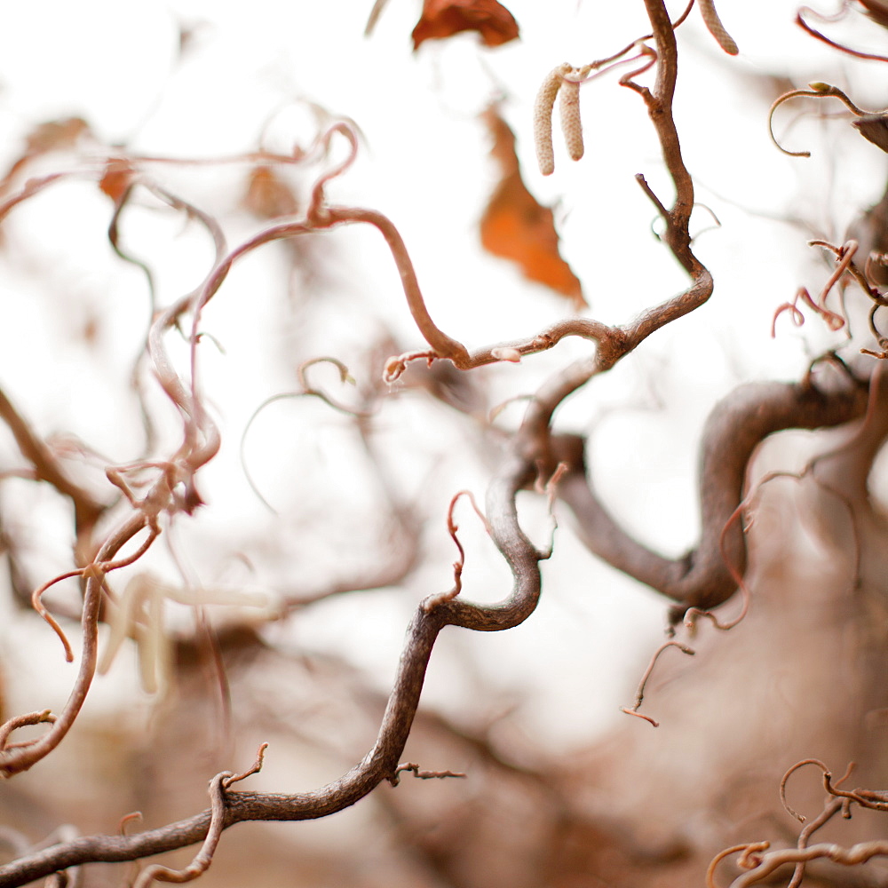 Autumn foliage on foggy background