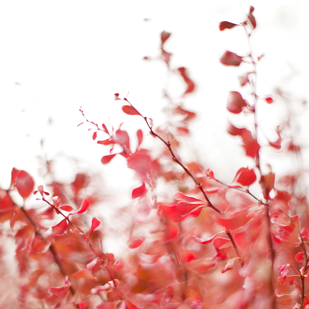 Autumn foliage on foggy background