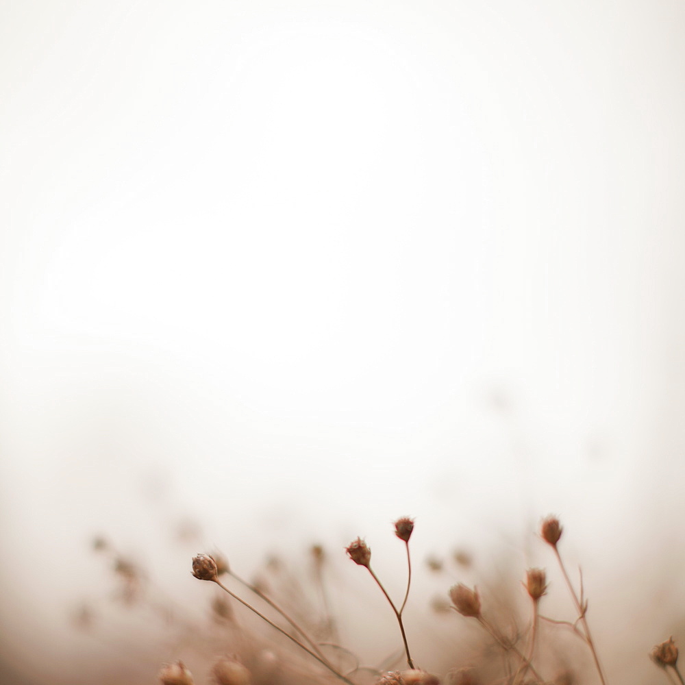 Autumn foliage on foggy background