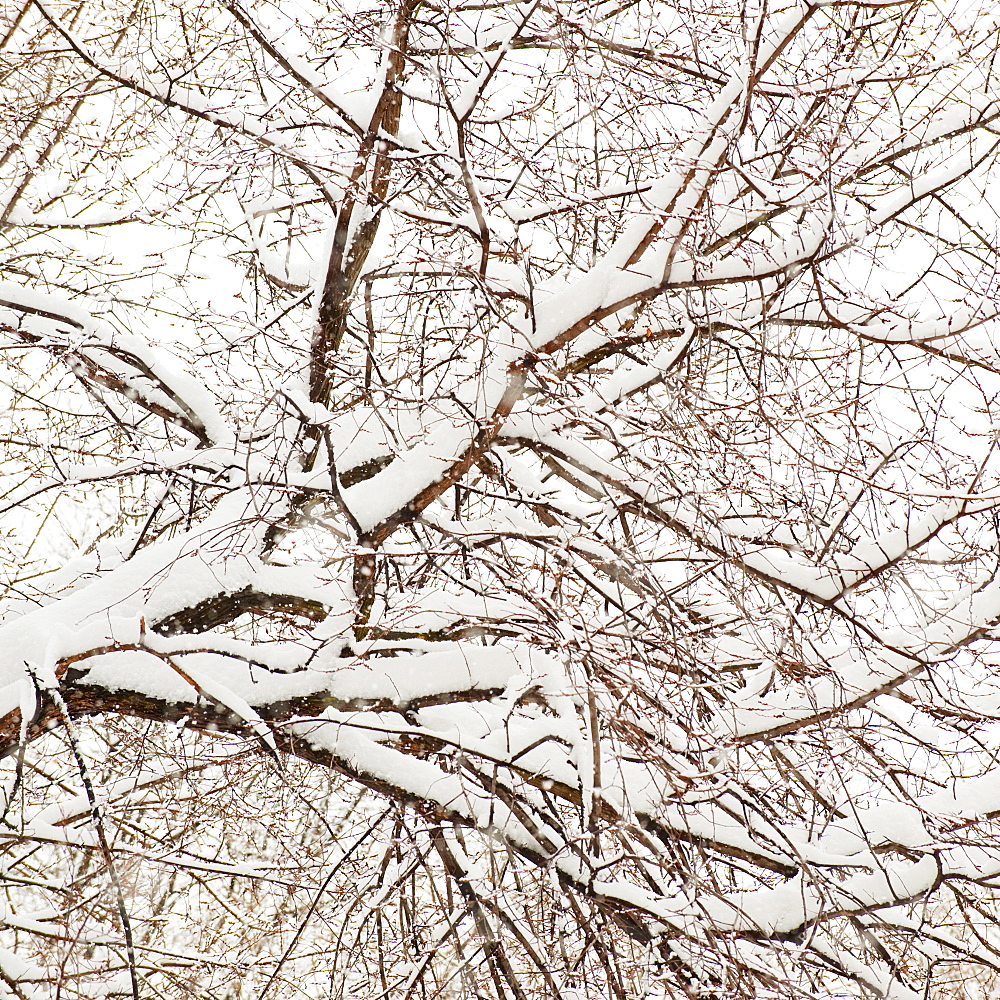 Snow covered tree branches