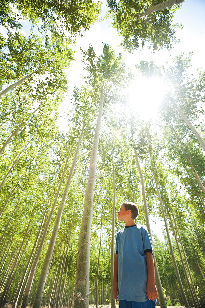 USA, Oregon, Boardman, Boy (8-9) looking up at poplar trees