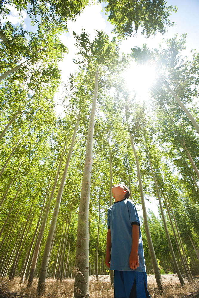 USA, Oregon, Boardman, Boy (8-9) looking up at poplar trees