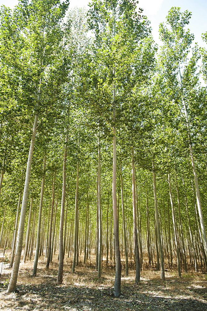 USA, Oregon, Boardman, Poplar trees