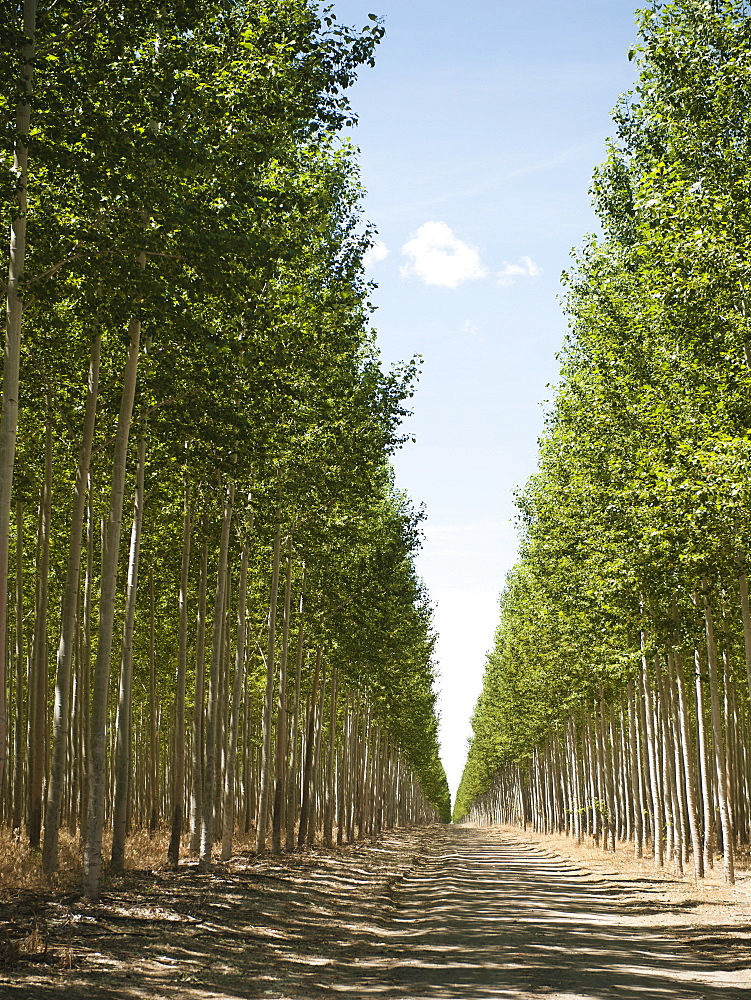 USA, Oregon, Boardman, Orderly rows of poplar trees in tree farm