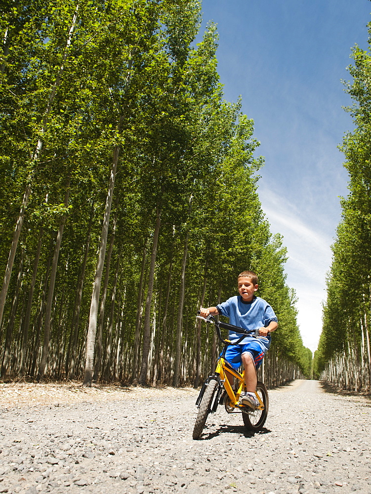 Boy (8-9) riding bike between poplar trees in tree farm