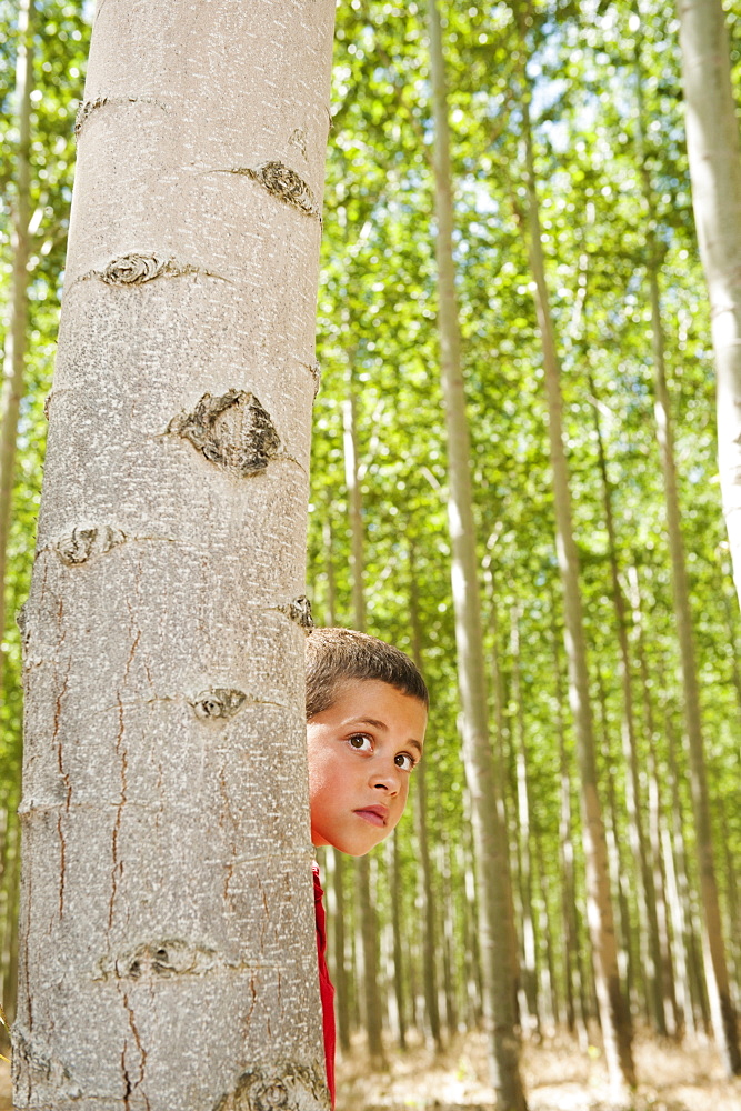 USA, Oregon, Boardman, Boy (8-9) playing seekand hide between poplar trees in tree farm