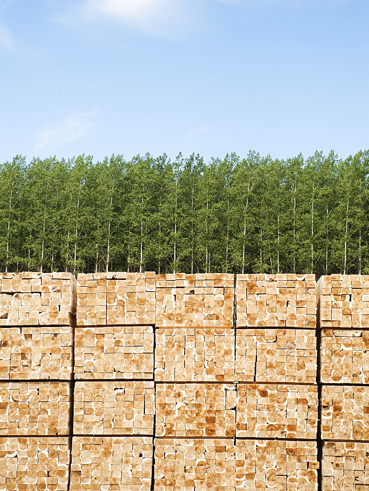 Orderly stack of timber in tree farm