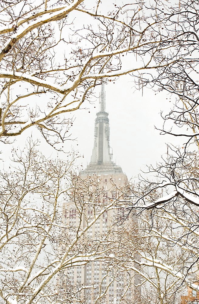 Snow covered tree branches, Empire State Building in background