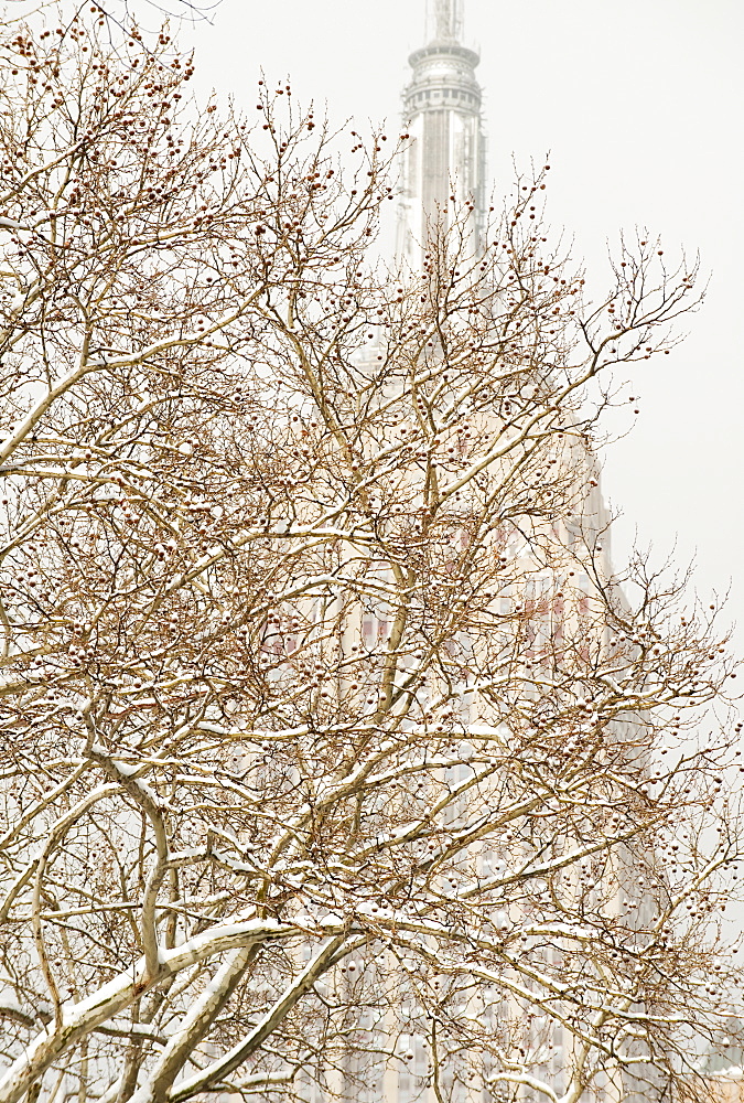 Snow covered tree branches, Empire State Building in background