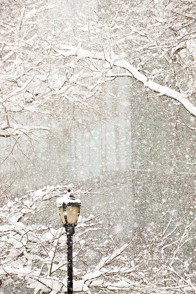 Snow covered tree branches and lamp post, apartment building in background