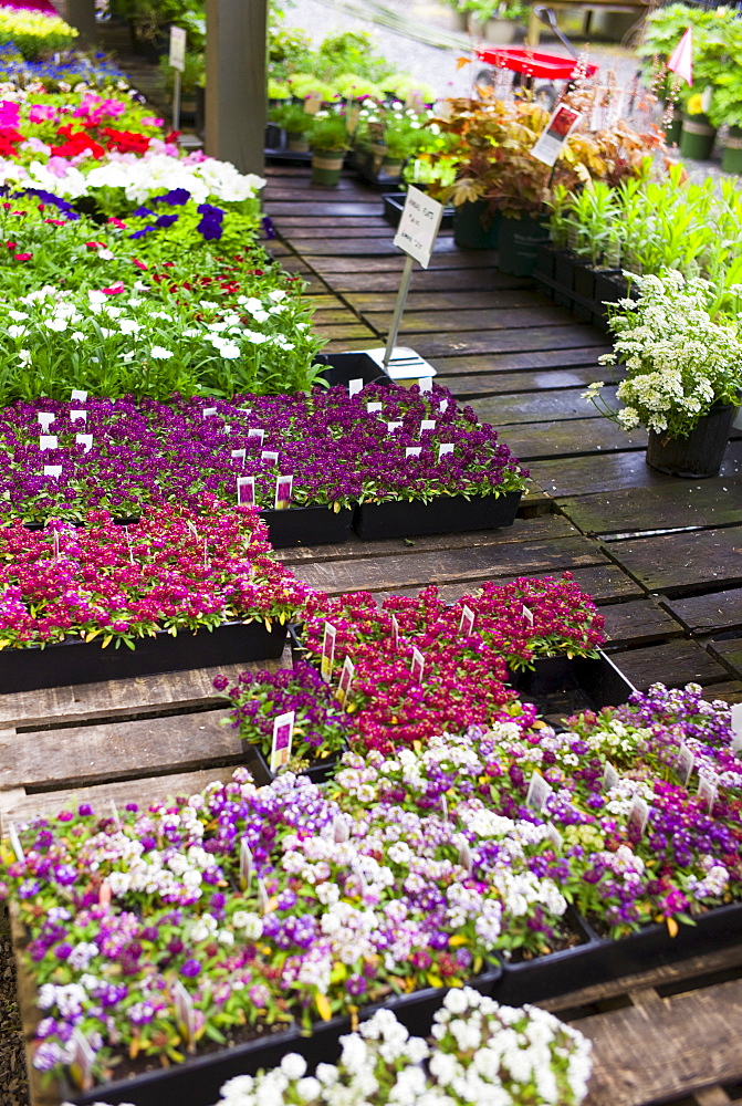 Garden flowers on display in greenhouse