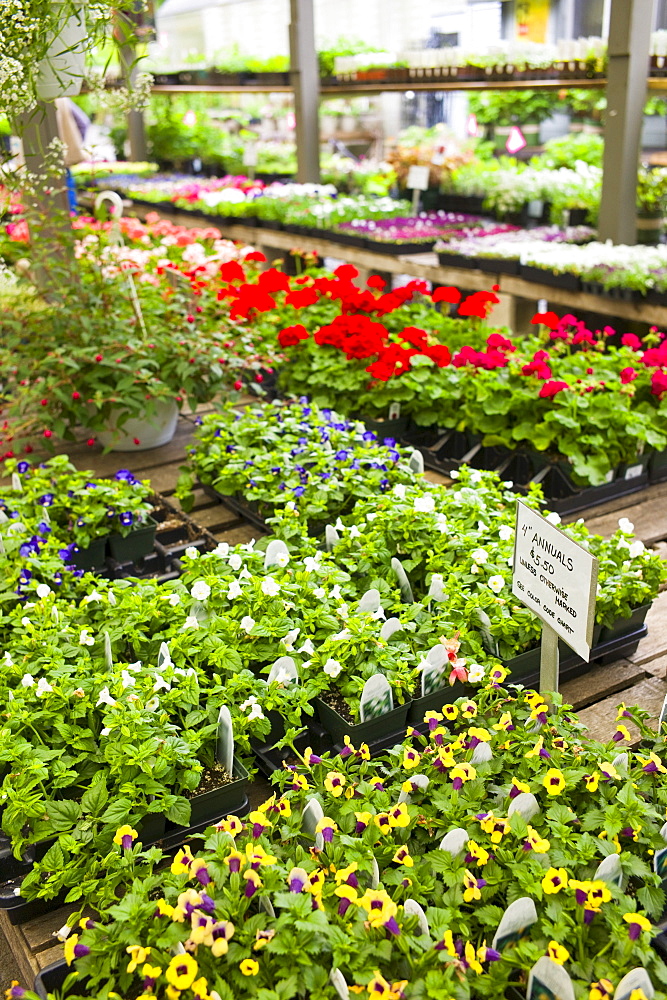 Garden flowers on display in greenhouse