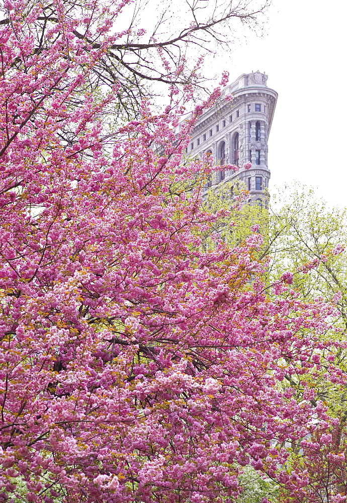 Cherry blossoms in front of a flat iron building