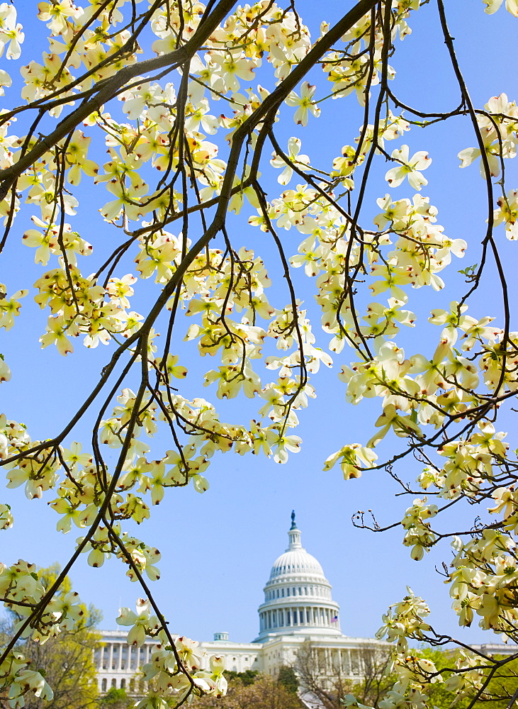 Dogwood branches with Capitol building in background