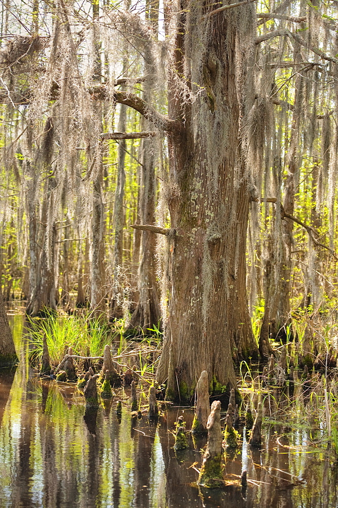 Honey Island Swamp in White Kitchen Nature Preserve