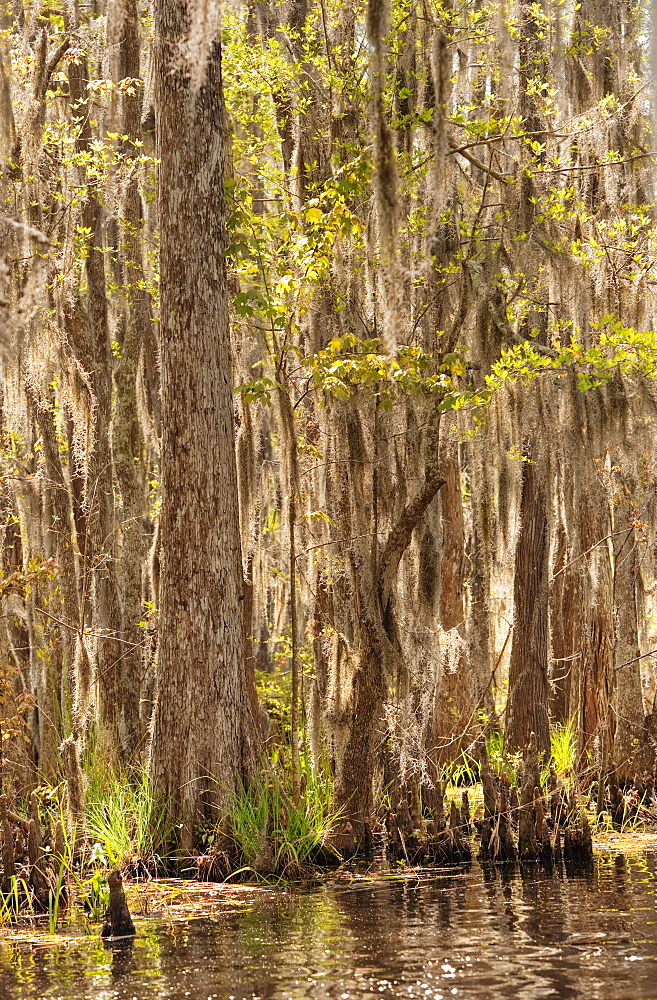 Honey Island Swamp in White Kitchen Nature Preserve