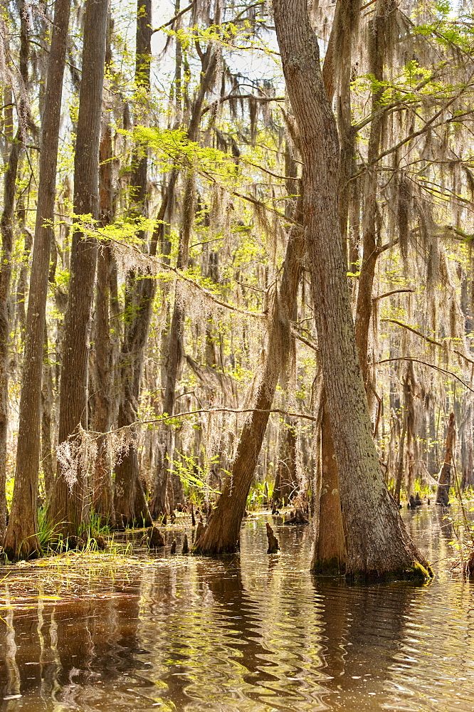 Honey Island Swamp in White Kitchen Nature Preserve