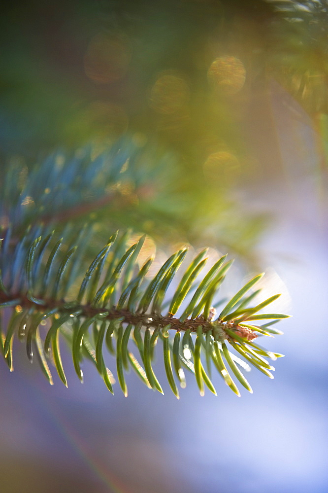 Pine tree branch