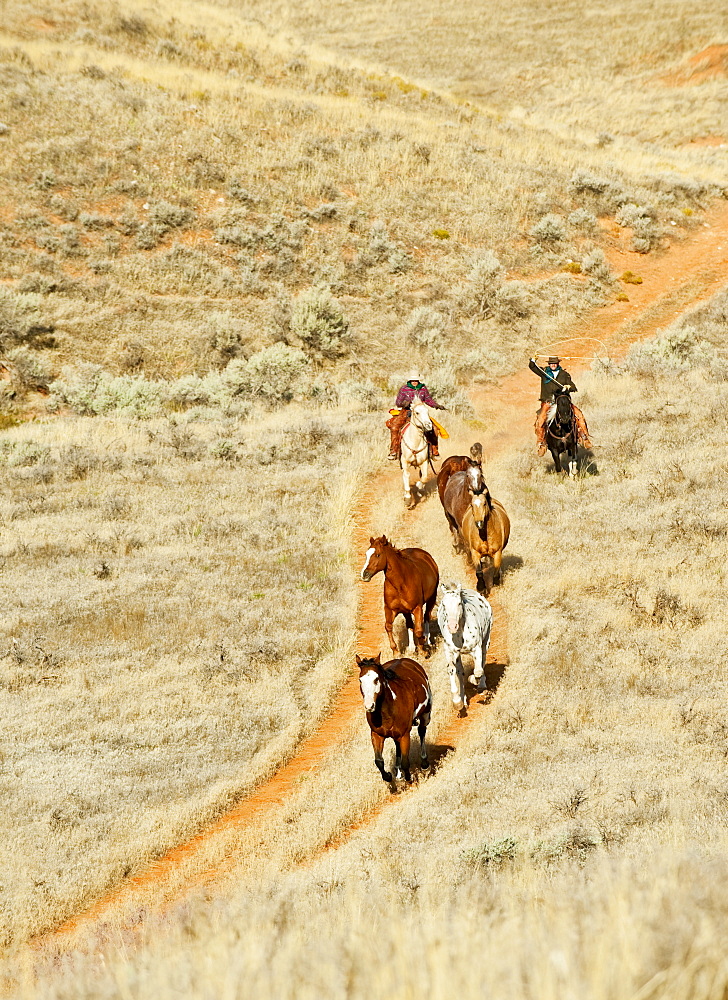 Horseback rider herding wild horses