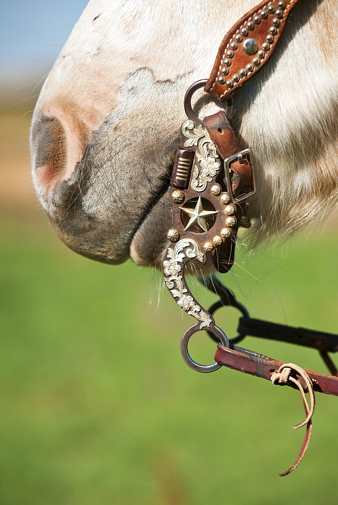 Horse bridle