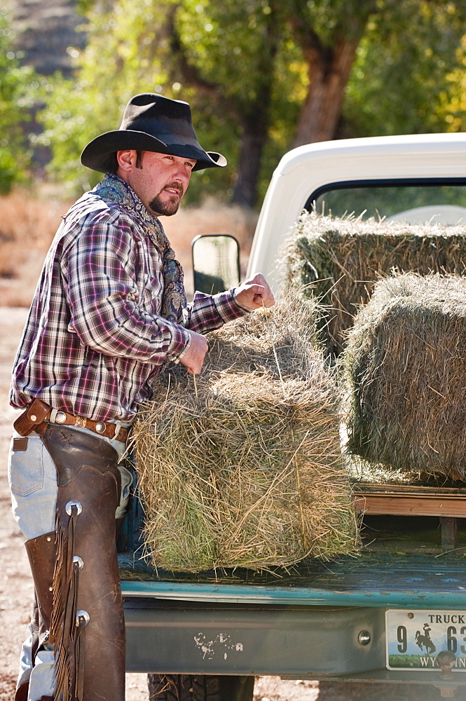 Cowboy lifting bales of hay