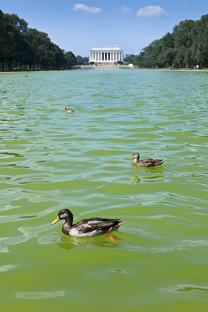 Ducks swimming