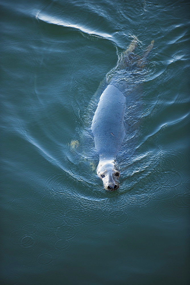 Harbor seal