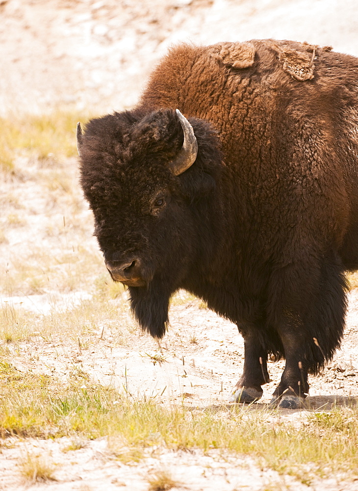 Bison