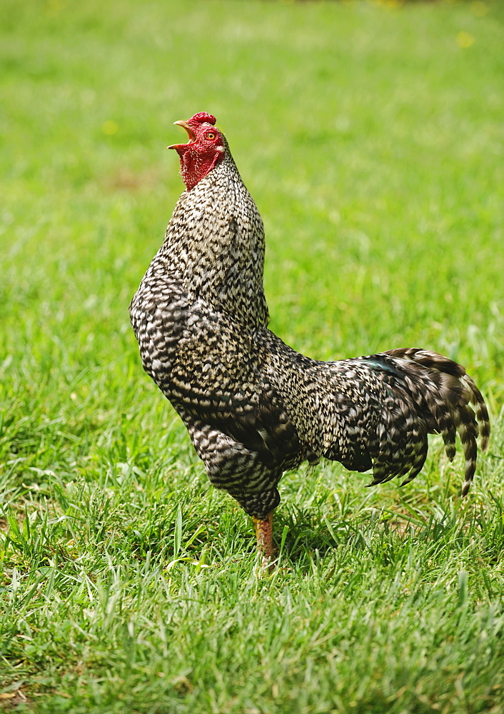 A rooster in a field