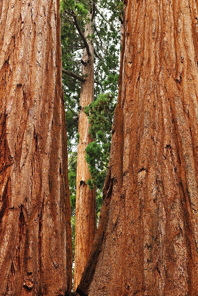 A forest of trees