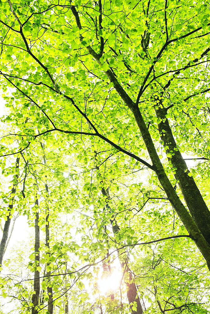 A forest of trees