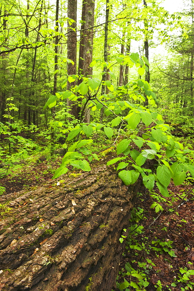 A forest of trees