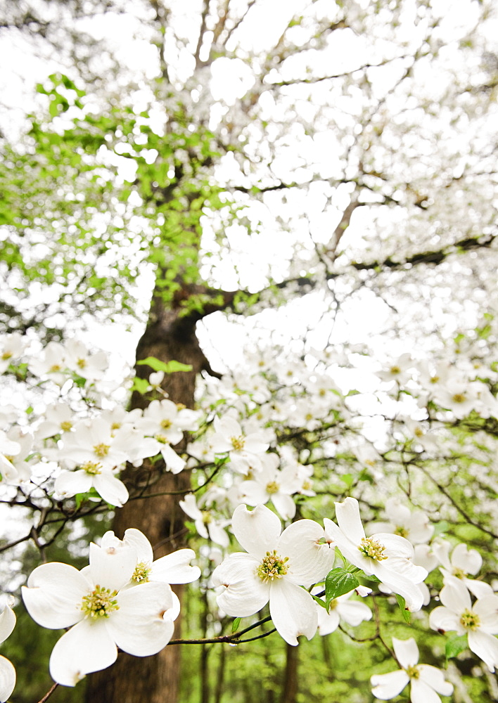 White Flowers