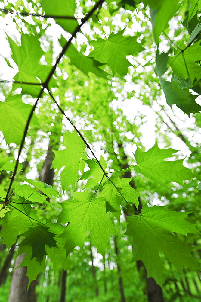 A forest of trees