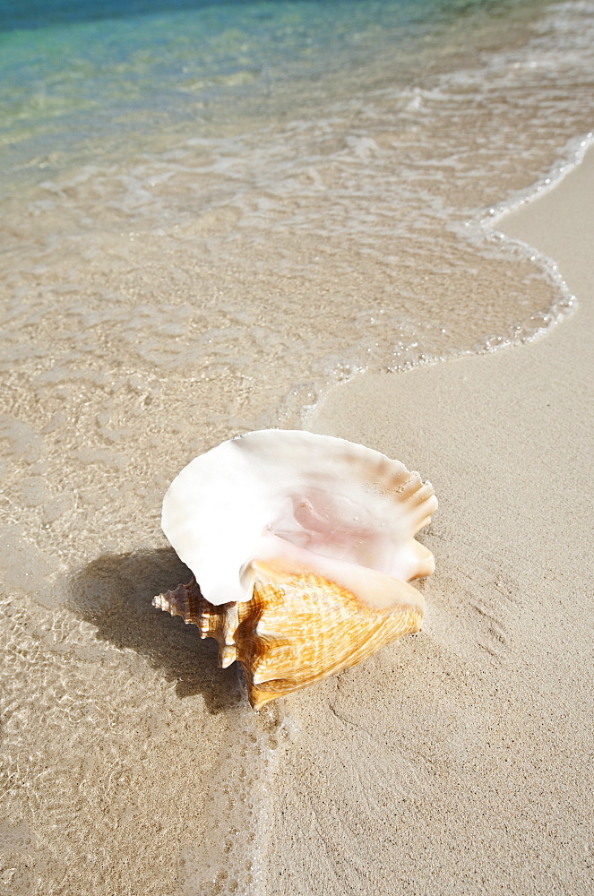 Conch shell on beach