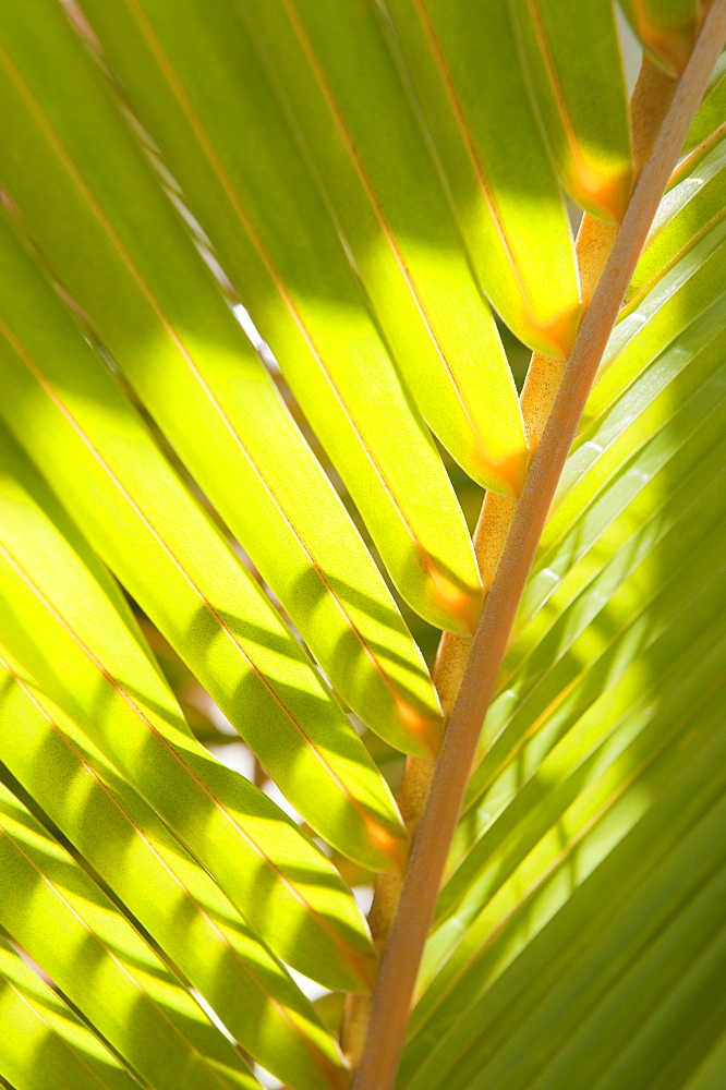 Close up of tropical palm frond